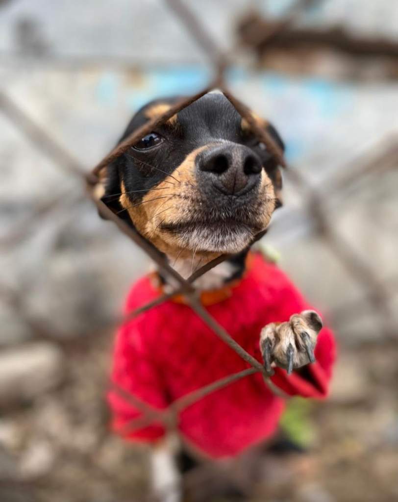 В Госдуме разработали новые ограничения для владельцев собак