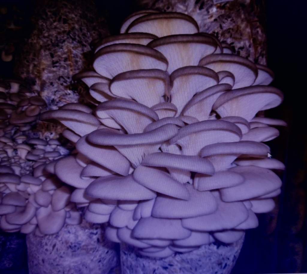 Выращивать вёшенку — полезно и прибыльно