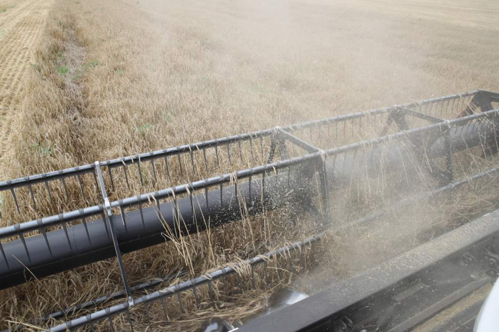 Донским аграриям рекомендуют сроки сева озимых