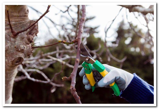 Осенняя обрезка поможет увеличить урожайность донских кустарников 