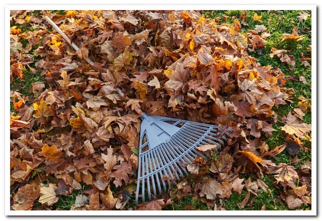 Что делать с опавшими листьями в саду