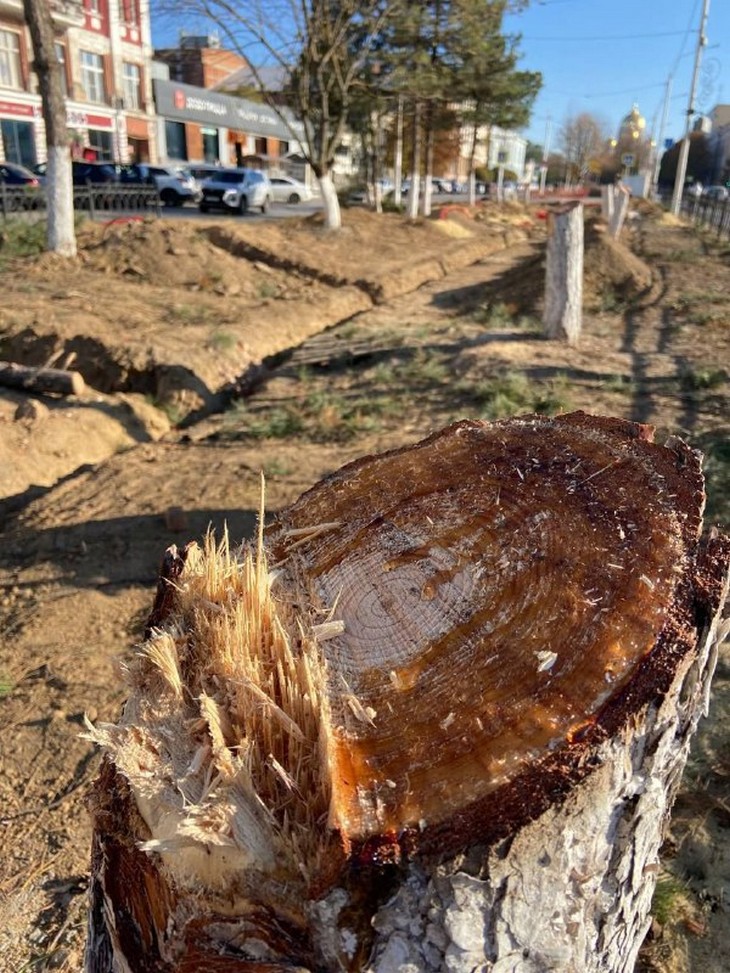 Варварство в Новочеркасске: Губернатор Ростовской области возмущен уничтожением сосен при благоустройстве