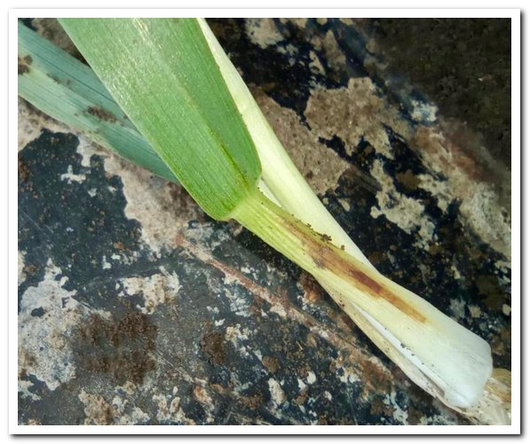 Аграриев Ростовской области предупредили о сетчатой пятнистости ячменя