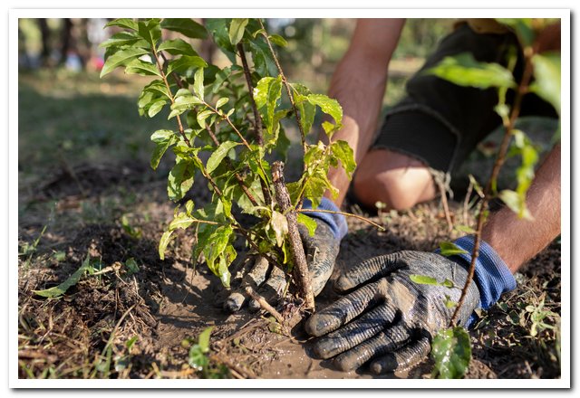 Как уберечь молодые саженцы в первую зиму