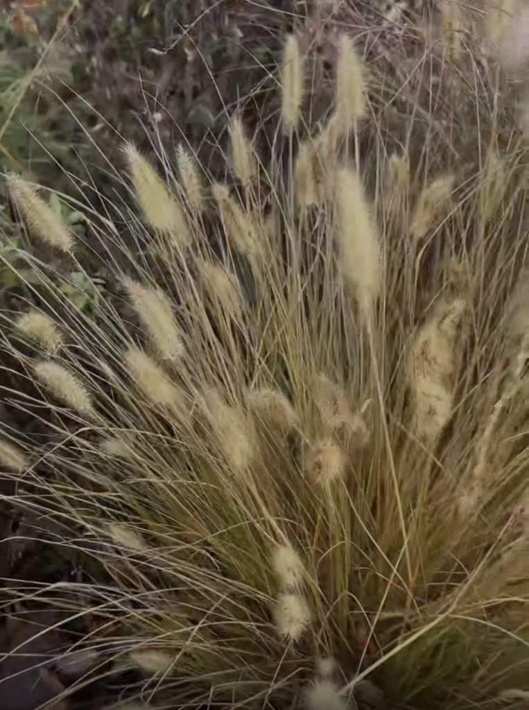 Злаки в зиму: обрезать или оставить? Секреты успешной зимовки декоративных трав