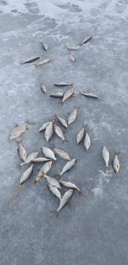 Зимняя рыбалка на Дону под запретом: где с 15 ноября нельзя ловить рыбу?