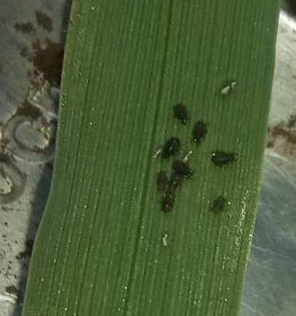 Донским аграриям рекомендуют меры против злаковой тли