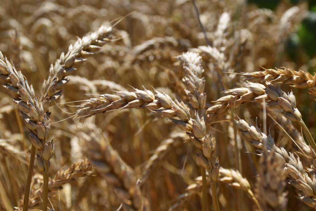 На Дону зафиксировали свыше 100 случаев фальсификации зерновых деклараций