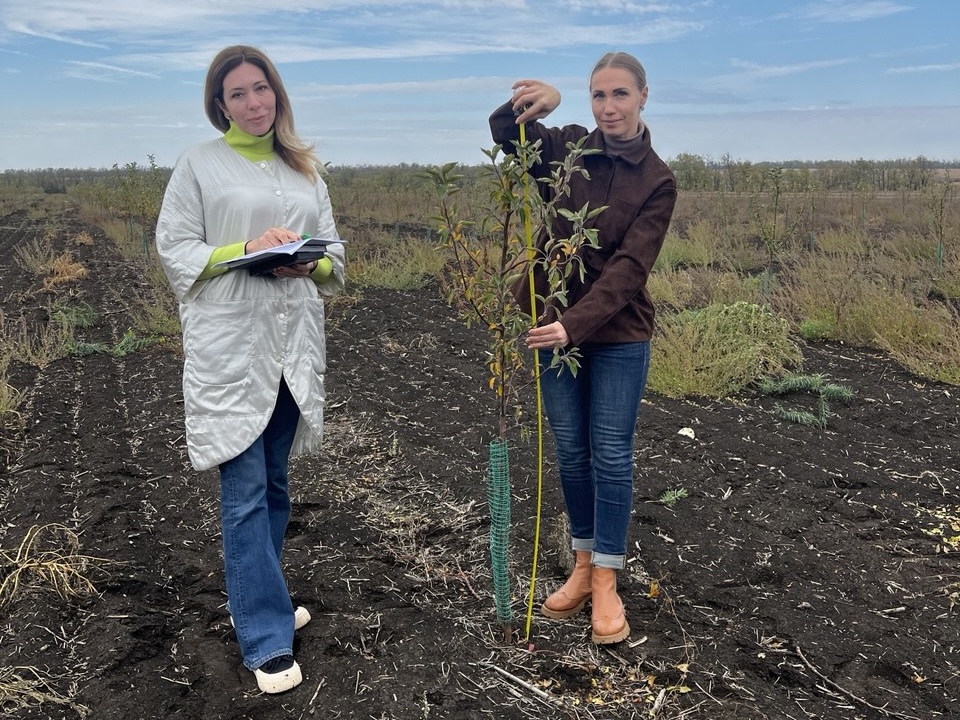 В Ростовской области провели апробацию саженцев плодовых