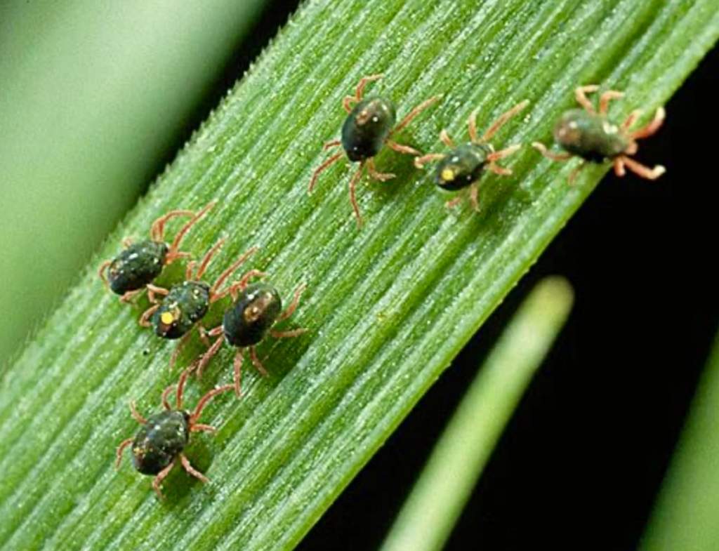 Донским аграриям рекомендуют оценить угрозу от зимнего зернового клеща