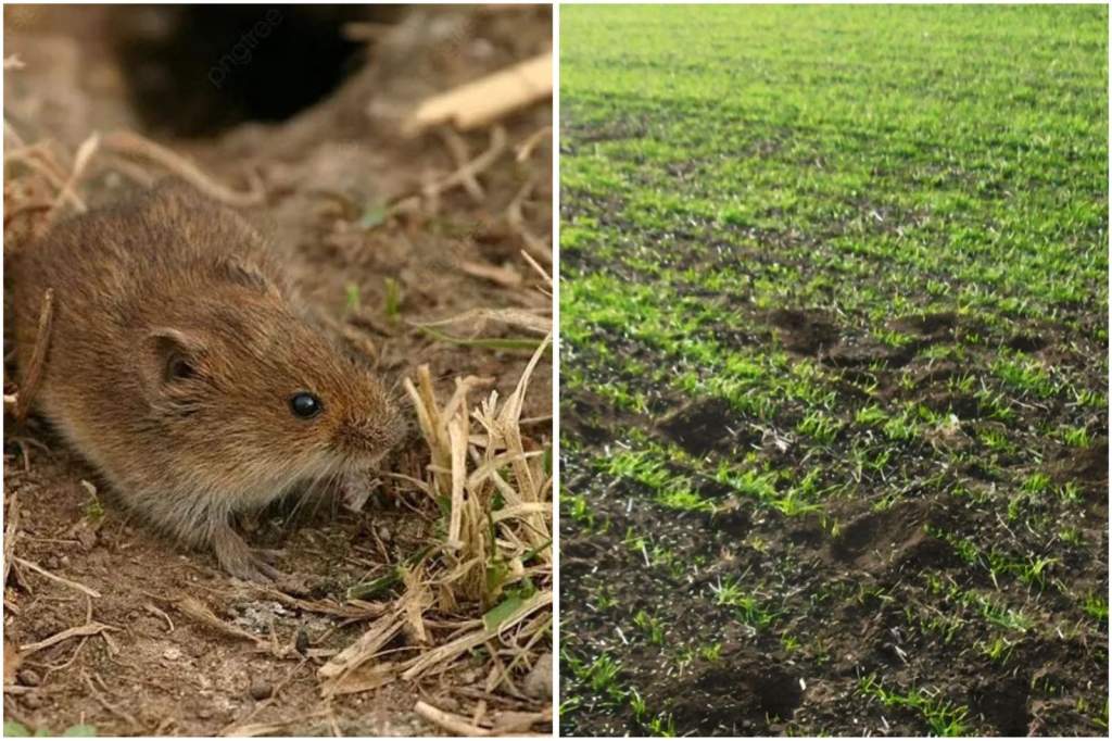 Донским аграриям рекомендуют своевременно бороться с мышами