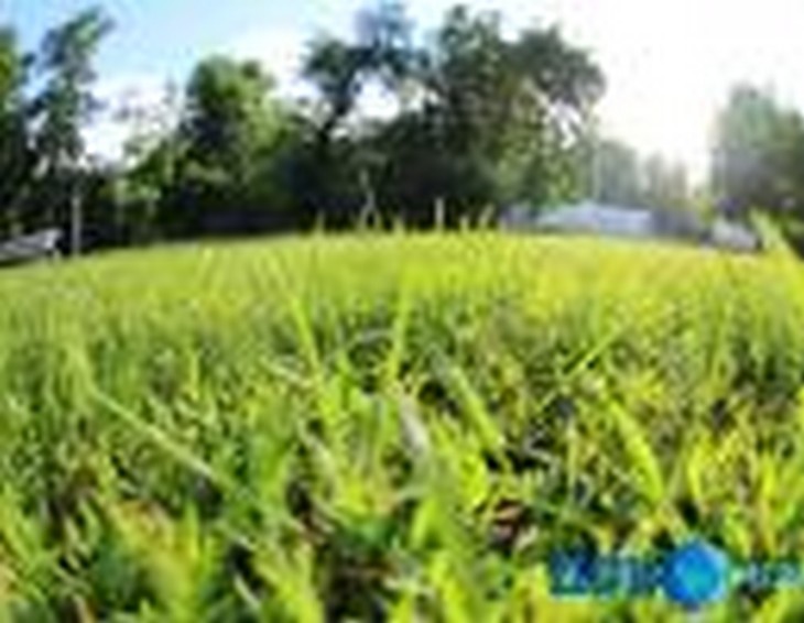 Заросли сорняками — плати штраф! В Ростовской области наказали нерадивых владельцев земли