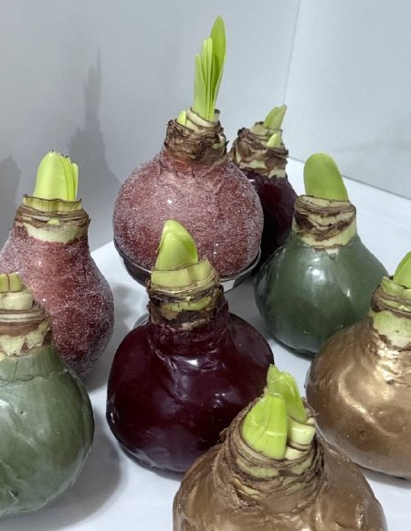 Восковые амариллисы покоряют жителей Дона: Новогодний подарок, не требующий хлопот