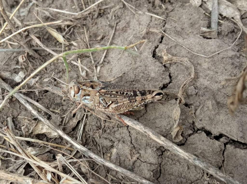 В Россельхозцентре рассказали о ситуации с саранчой в уходящем году