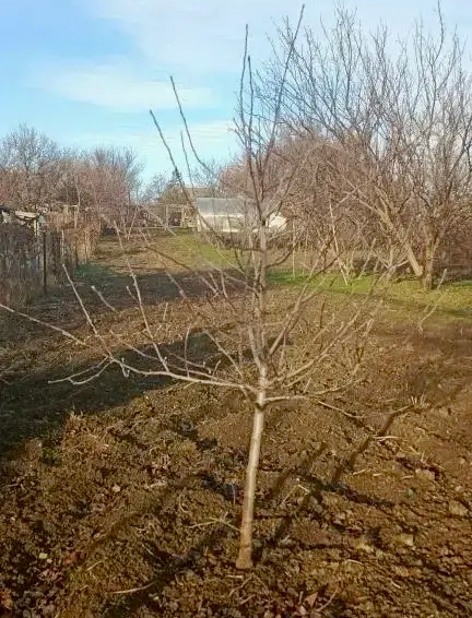 Готовим сад к бесснежной зиме