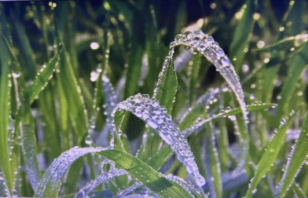 Специалисты Россельхозцентра помогают аграриям защитить будущий урожай