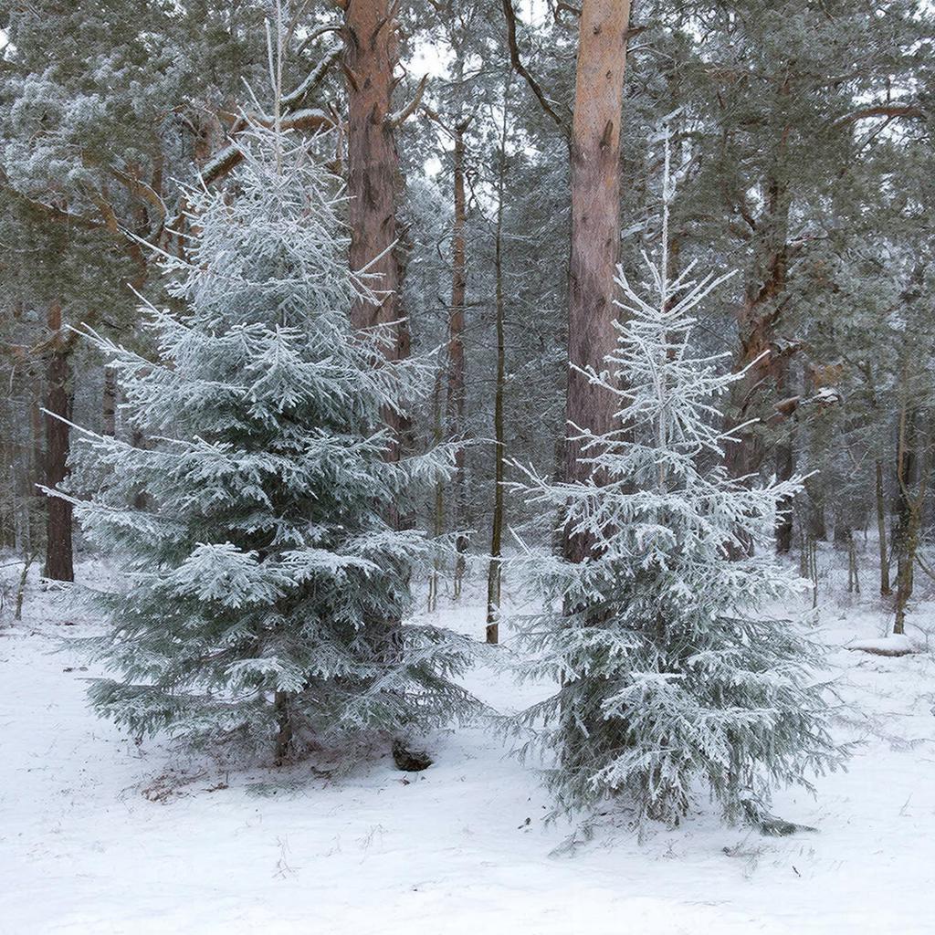 Ёлка без кошмара: Как выбрать идеальное новогоднее дерево и защитить свои права