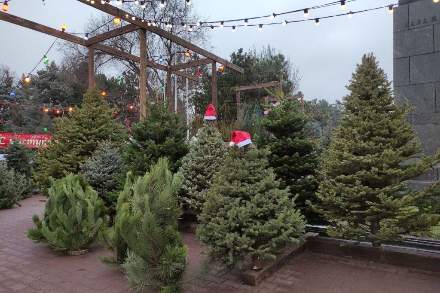 Запах хвои и предвкушение праздника: в Ростовской области открылись ёлочные базары!
