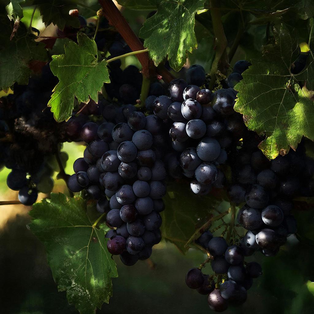 В Ростовской области собрали рекордный урожай винограда, несмотря на «страдания» лозы