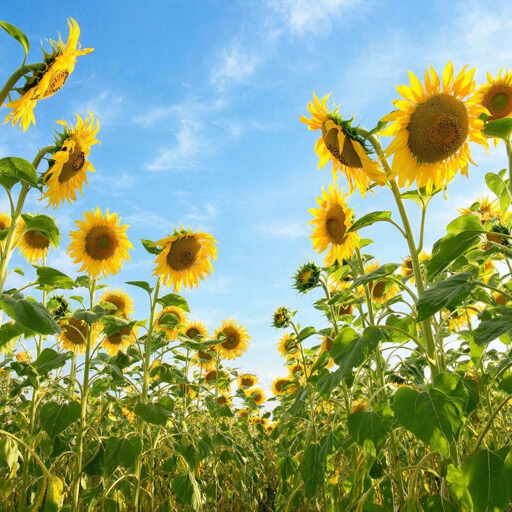 Амброзия атакует: в Ростовской области под угрозой урожай подсолнечника