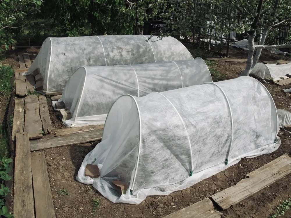 О зимней подготовке донского винограда рассказали в Россельхозцентре