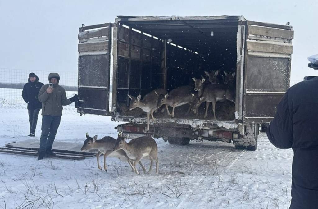 На Дону продолжают работу по восполнению популяций диких животных