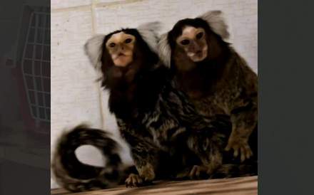 Парк «Лога» пополнился очаровательными новосёлами: из Ростовского зоопарка прибыли белоухие игрунки – одни из самых милых приматов на планете