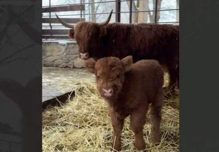 Плюшевое чудо в «Лога»: В парке родился миниатюрный теленок породы Хайленд, покоривший сердца посетителей!