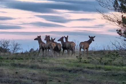 Ростовская область увеличила популяцию охотничьих ресурсов на 52,9%: тысячи животных вернулись в дикую природу