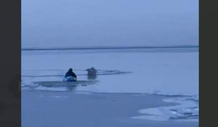 Ледяной плен: как жители спасли вмерзшего в Азовском море пеликана и подарили ему шанс на жизнь