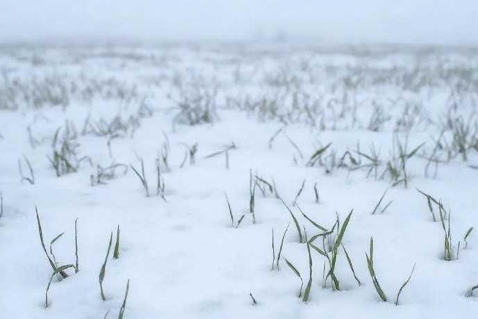 Озимые Ростовской области взошли почти полностью: Аграрии с оптимизмом смотрят в будущее