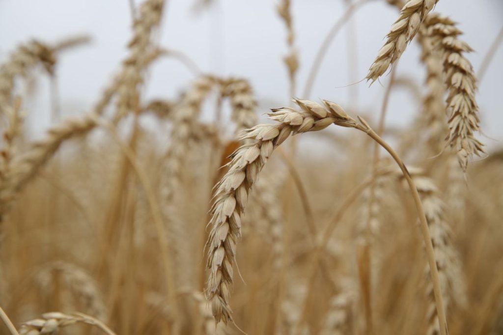 Бесплатная помощь аграриям! В Ростовской области работает Центр компетенций для фермеров