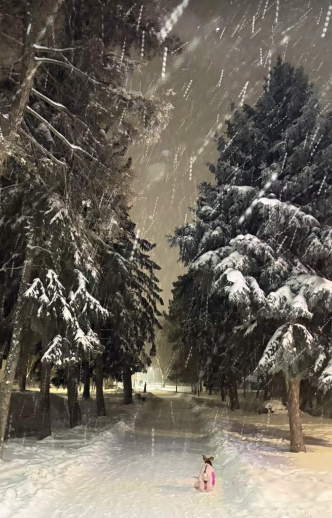 Зимний выгул: как превратить морозную «каторгу» в радость для вашей собаки!