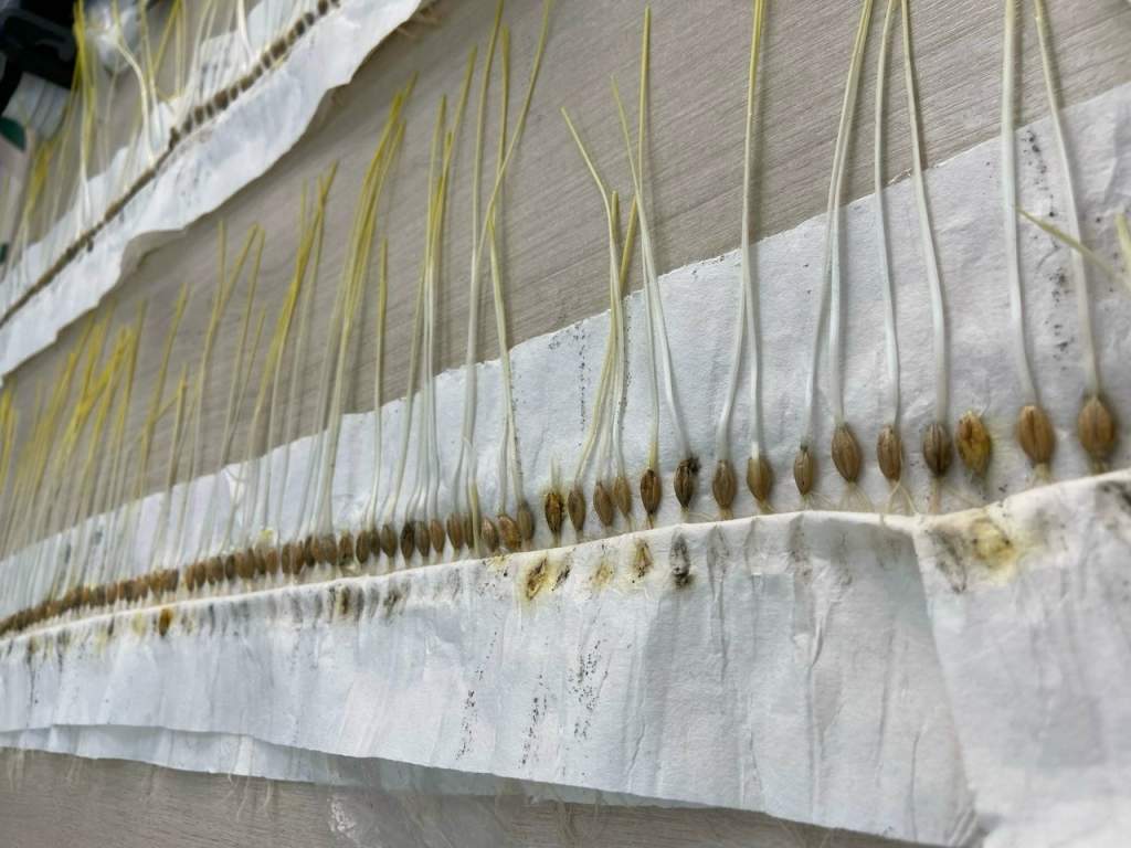 Повысить урожай в Ростовской области поможет фитоэкспертиза