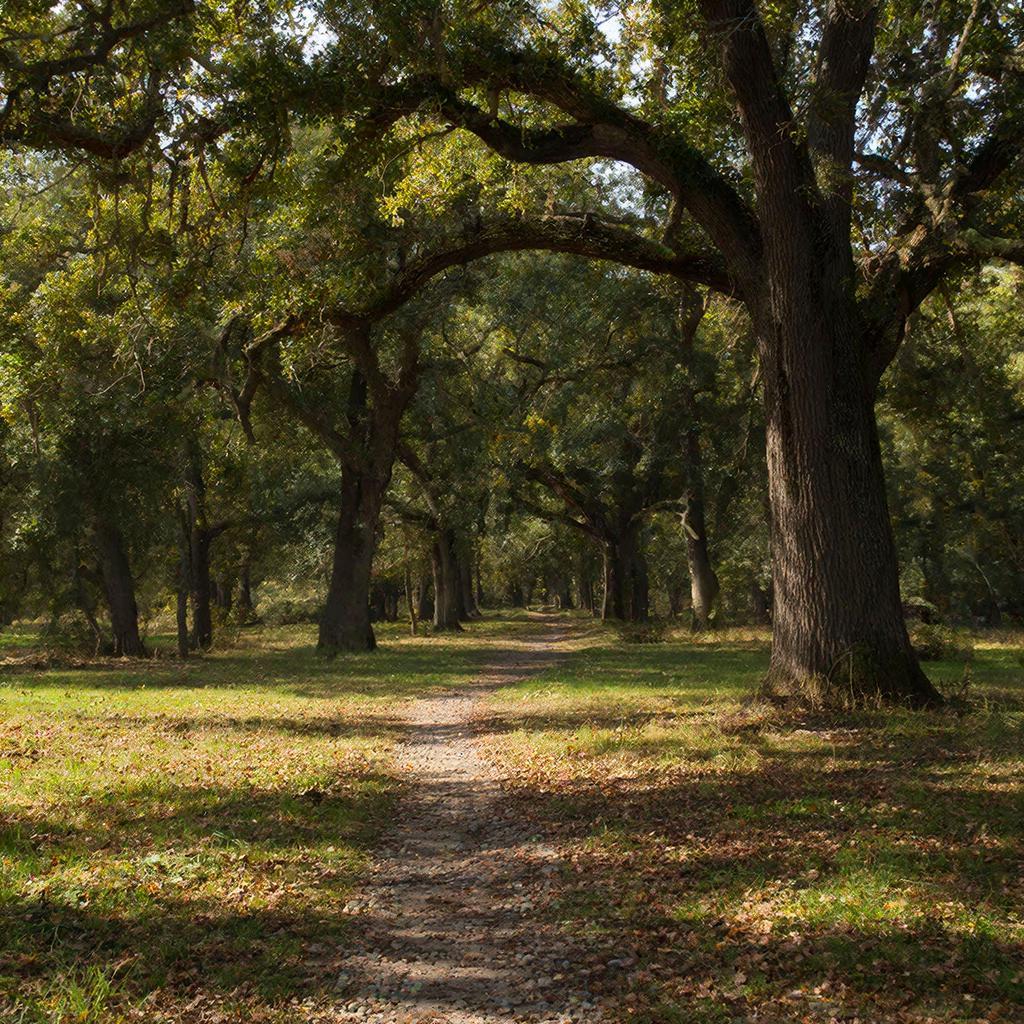 Лесополосы Дона: Возрождение зеленого щита от засухи и бурь