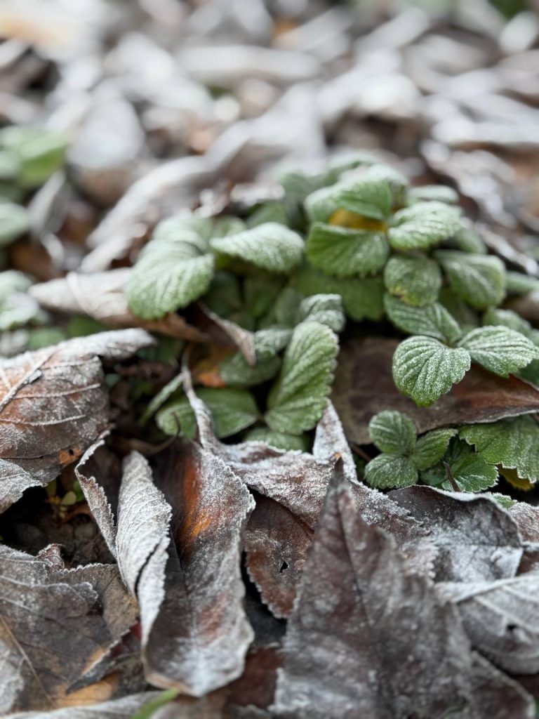 Конон на страже урожая: как древние святые помогают современным садоводам