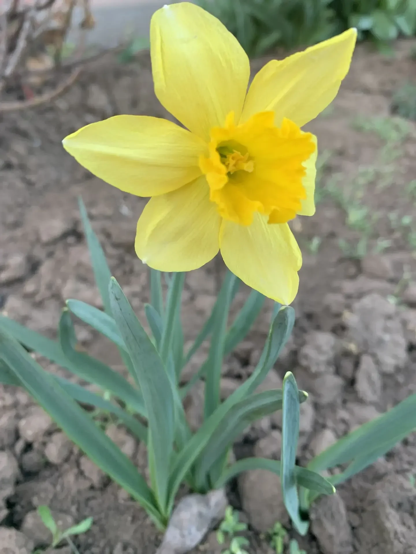 В ЦОСП Мартыновского района весна вступила в свои права!