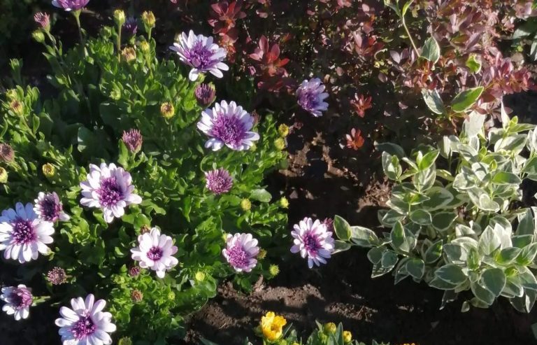 Внимание, садоводы! Три цветка, которые теперь вне закона: как не попасть под штраф