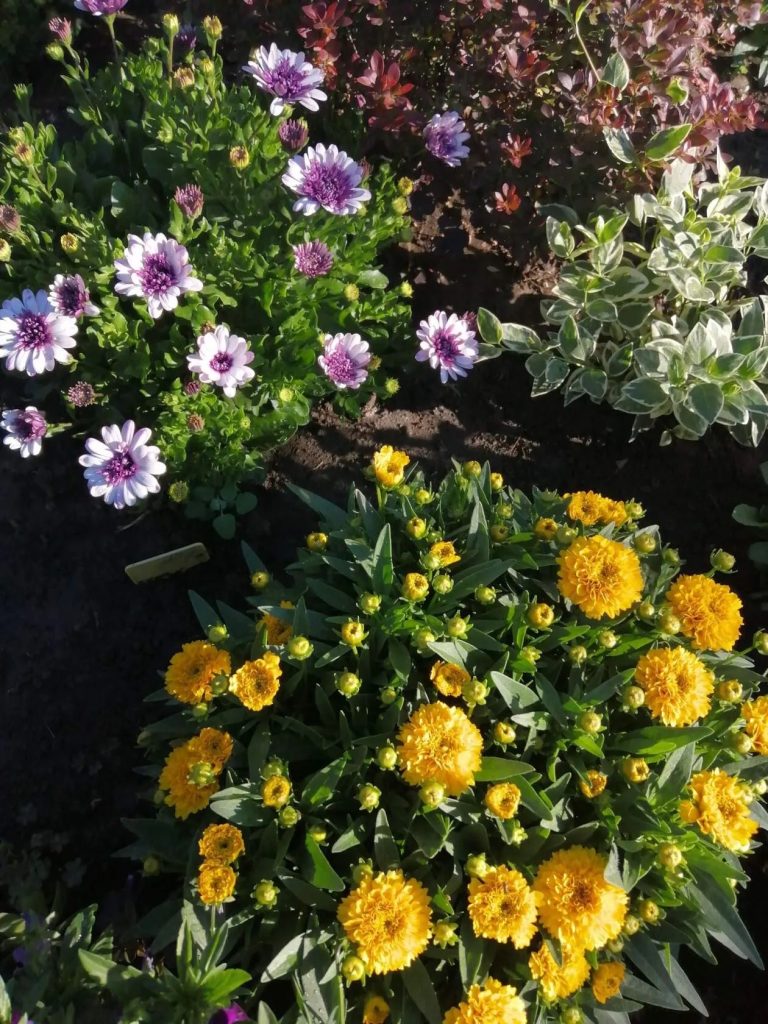 В начале апреля мы приступаем к посеву цинний и бархатцев 🌺