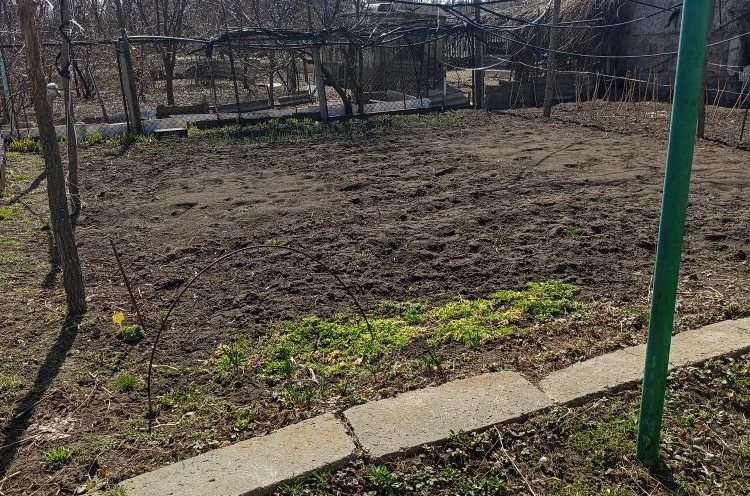 Мартыновцам на заметку: какие культуры посеять в марте и как обеспечить правильный уход