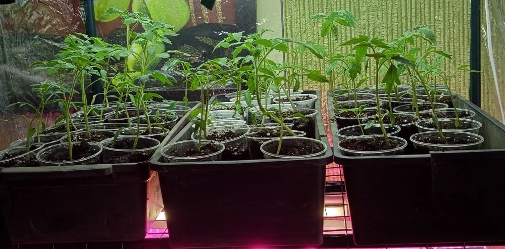 График подкормок рассады томатов