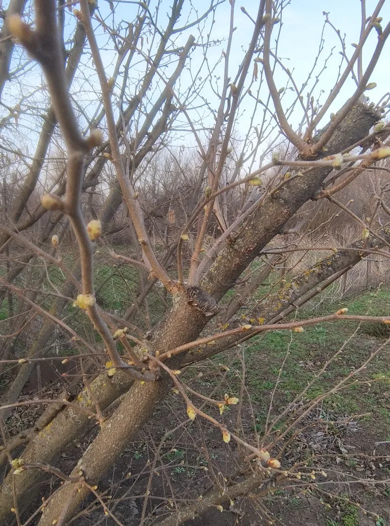 Весенняя обработка сада: полный гид