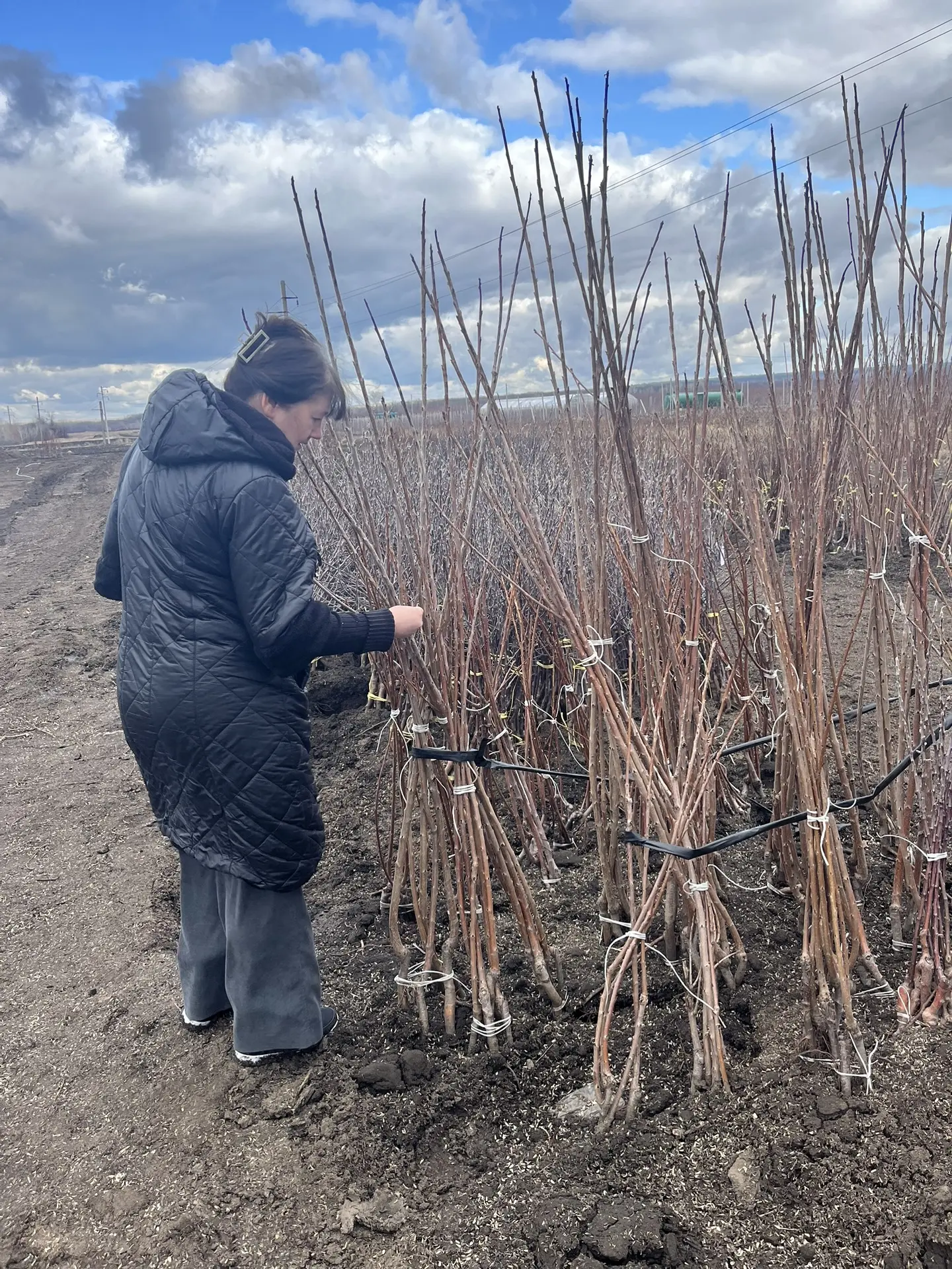 Сад начинается с саженца: как проверка качества определяет будущий урожай
