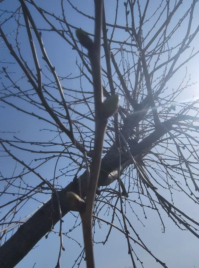 Уход за вишней: полив и подкормка