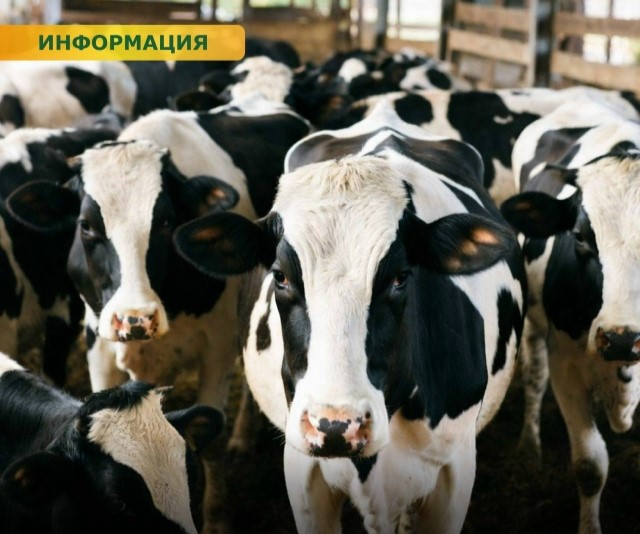 Субсидии производителям молока в Ростовской области