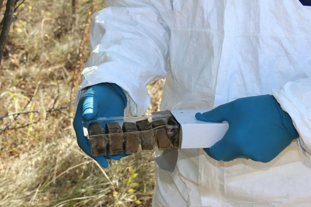 Битва с бешенством на Дону: как тысячи брикетов спасают диких животных и людей