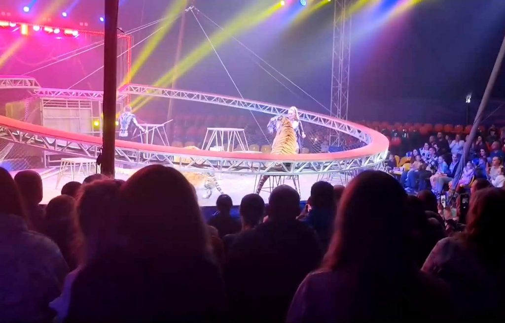 Тигр сорвался с арены: в Ростове-на-Дону цирковое представление закончилось паникой в зале