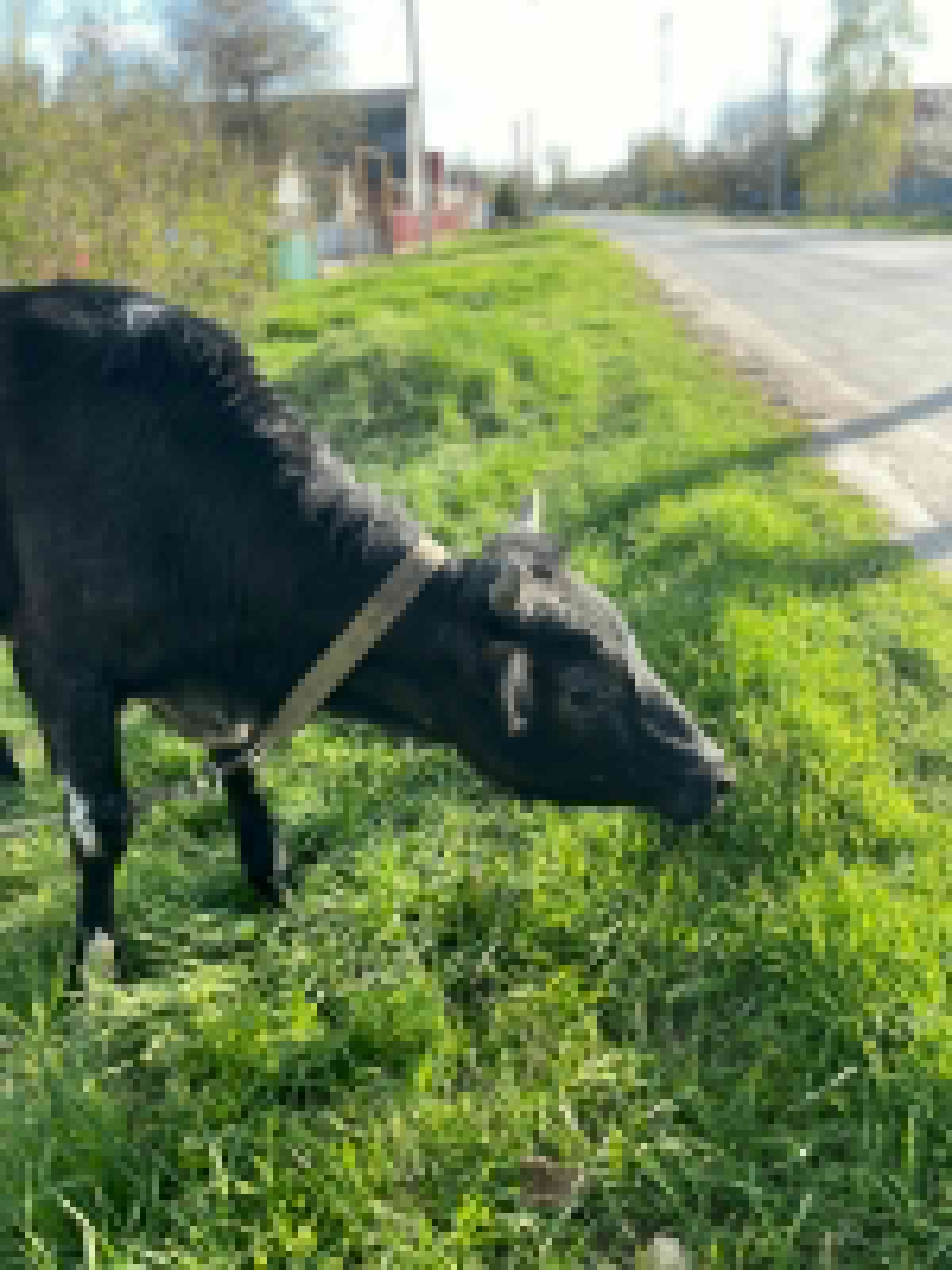 Донской экспорт: более 5000 тонн высококачественных кормов для животных из Ростовской области отправлены в Египет