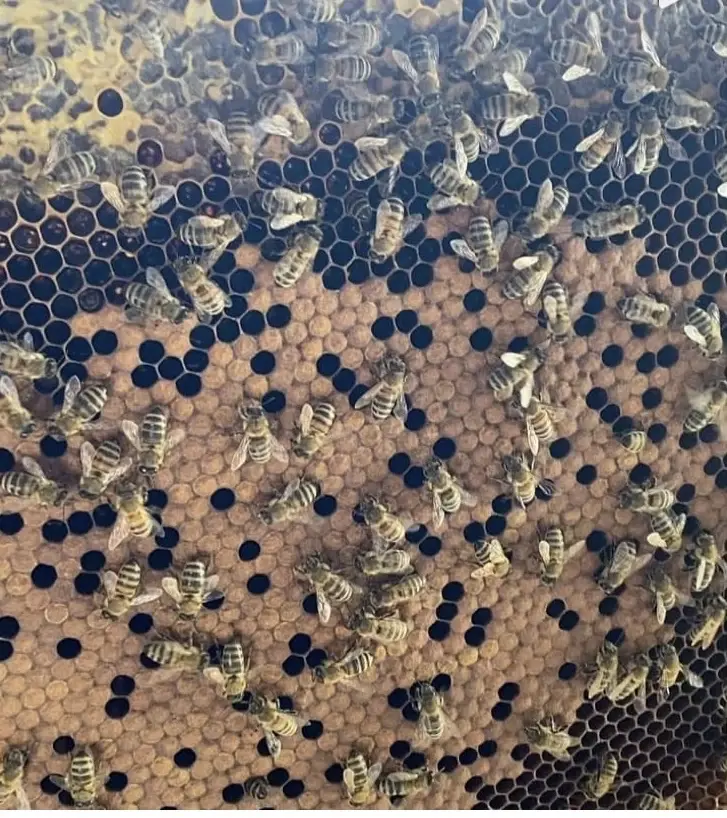 Святой, который увидел будущее: кого поминают 30 апреля и почему пчелы сегодня особенно важны