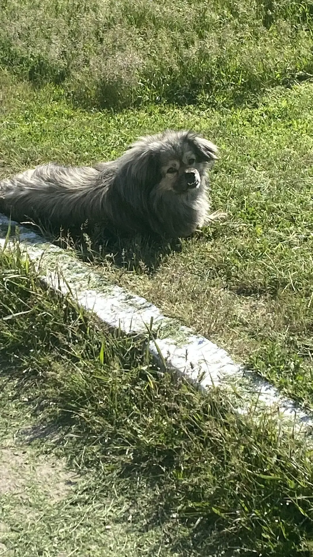 В России хотят ввести обязательный реестр домашних животных: кого коснется и зачем это нужно